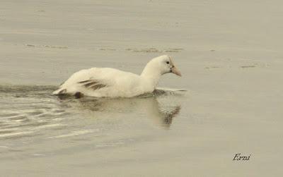 EN LA CASA DE LAS GARZAS IMPERIALES