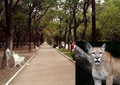 Avistan supuesto puma en Parque de Morales