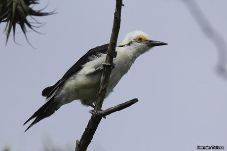 Carpintero blanco (Melanerpes candidus)