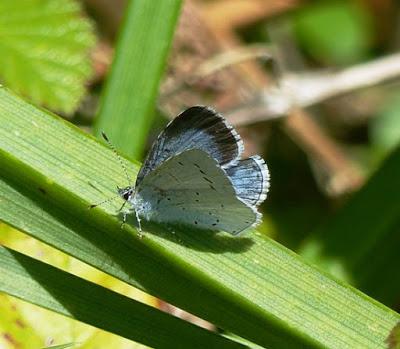 Un licénido peculiar