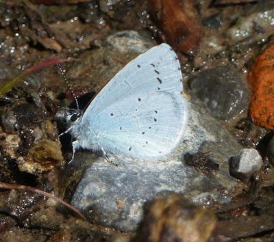 Un licénido peculiar