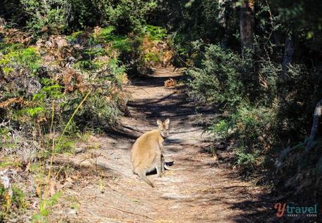 Wineglass-bay-tasmania-19 ▷ Comente por qué el Parque Nacional de Freycinet es mi lugar favorito en Tasmania por Tasmania, un destino perfecto para unas vacaciones activas y conscientes. Diario de una cúspide