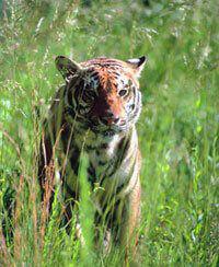 Animales exóticos como ‘mascotas’