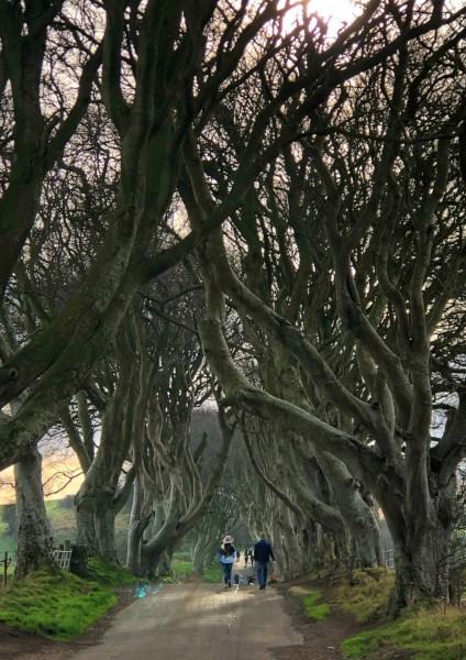 Fotos-de-Irlanda-del-Norte-The-Dark-Hedges-vertical ▷ Viaja a través del juego Kingdom of Northern Ireland (seas fanático de la serie o no).