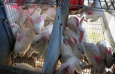 Va muy bien proyecto crianza de conejos de Asociación de Palo Alto, Barahona.