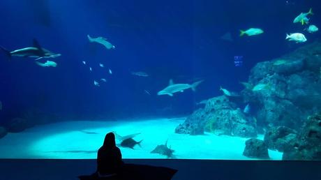 Visita al Castillo de Frederiksborg y Castillo de Kronborg IMG_7192