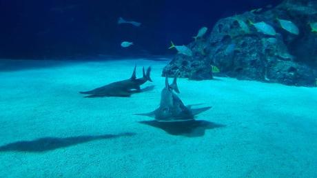 Visita al Castillo de Frederiksborg y Castillo de Kronborg IMG_7189