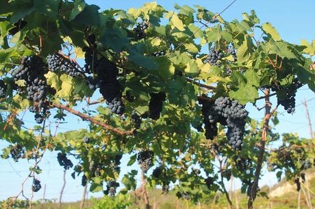 Socudeba agradece aprobación monto para siembra 100 tareas uva tempranillo en Neiba
