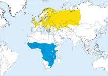 Carricerín común en migración
