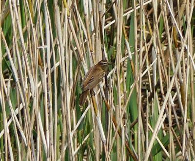 Carricerín común en migración