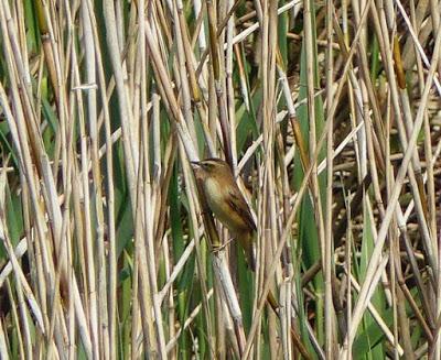 Carricerín común en migración