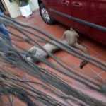 Apareció el puma,lo capturan en Lomas