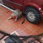 Apareció el puma,lo capturan en Lomas