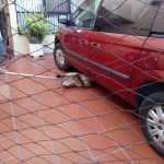 Apareció el puma,lo capturan en Lomas