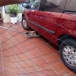 Apareció el puma,lo capturan en Lomas