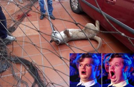 Apareció el puma,lo capturan en Lomas