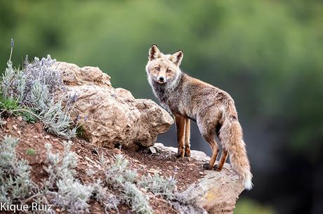 Prueba Canon 400 f 2.8 IS III