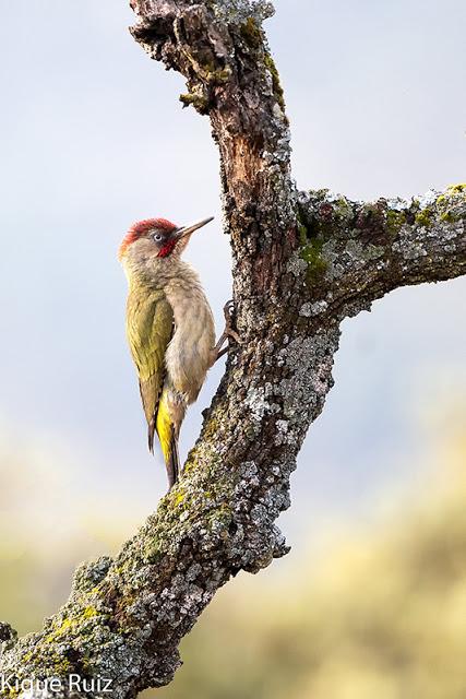 Prueba Canon 400 f 2.8 IS III