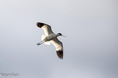 Prueba Canon 400 f 2.8 IS III