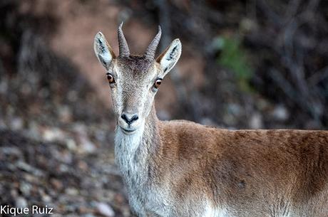 Prueba Canon 400 f 2.8 IS III