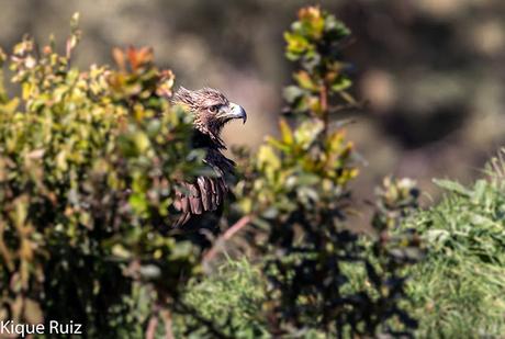 Prueba Canon 400 f 2.8 IS III