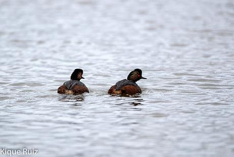 Prueba Canon 400 f 2.8 IS III