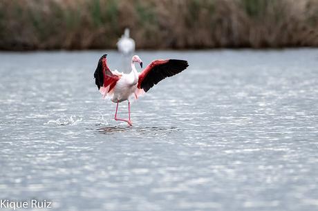 Prueba Canon 400 f 2.8 IS III