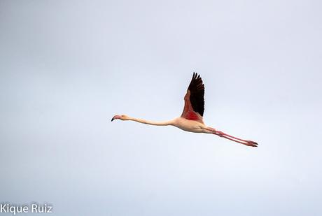 Prueba Canon 400 f 2.8 IS III