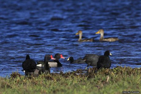 Patos y otras acuáticas en invierno