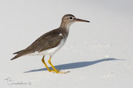 Playerito manchado (Spotted-Sandpiper) Actitis macularius