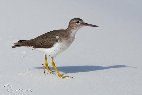 Playerito manchado (Spotted-Sandpiper) Actitis macularius