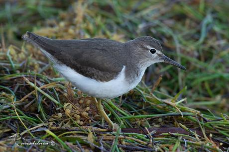 Playerito manchado (Spotted-Sandpiper) Actitis macularius