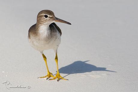 Playerito manchado (Spotted-Sandpiper) Actitis macularius