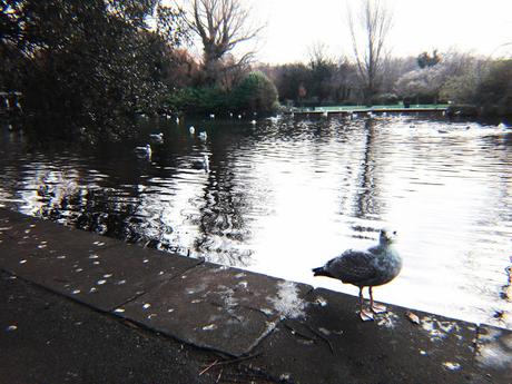 Fin de año en Dublín: Día 1 Fin de año en Dublín: Día 1