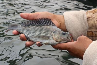 DECLARAN A ACUICULTORES MEXIQUENSES LISTOS CON PRODUCTO PARA ABASTECER ESTA SEMANA SANTA