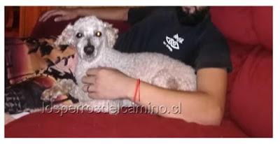 Pelusón, se busca poodle 19 años