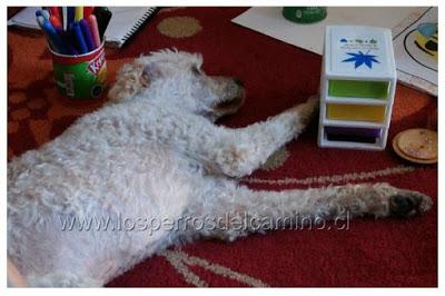 Pelusón, se busca poodle 19 años