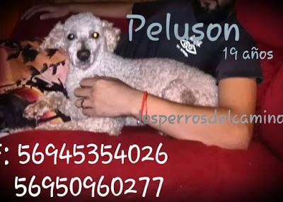 Pelusón, se busca poodle 19 años