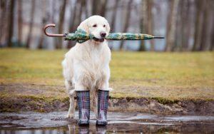 Cómo estará el tiempo este martes en Tucumán