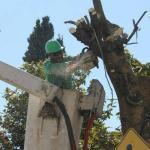 El Instituto Potosino de Bellas Artes retiró plantas de su jardín para poner anuncio