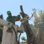 El Instituto Potosino de Bellas Artes retiró plantas de su jardín para poner anuncio