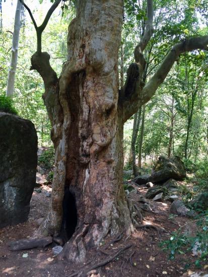 Turismo deportivo en las Cascadas de Tulimán El árbol gigante de las Cascadas de Tulimán