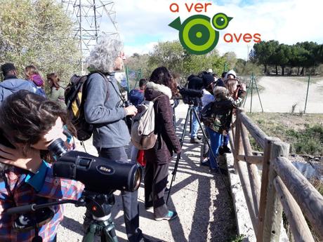 Pájaro moscón en el Manzanares, andarríos chico en Alcorcón y las tres palomas en el Retiro