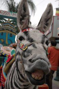 ¿ Sabías qué en Tijuana existen los burro-cebra?