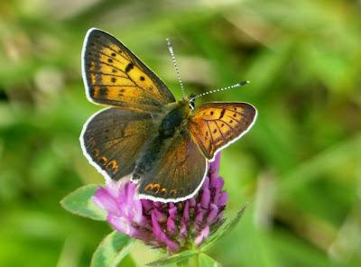 Prados de siega y mariposas