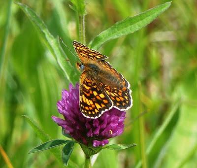 Prados de siega y mariposas