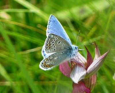 Prados de siega y mariposas