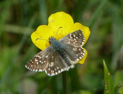 Prados de siega y mariposas