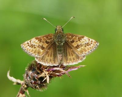 Prados de siega y mariposas