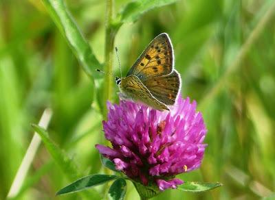 Prados de siega y mariposas